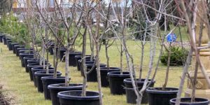 Анҷом додани корҳои ободониву созандагӣ дар рафти гузаронидани шанбегӣ аз тарафи кормандони мақомоти прокуратураи шаҳри Душанбе