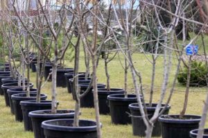 Анҷом додани корҳои ободониву созандагӣ дар рафти гузаронидани шанбегӣ аз тарафи кормандони мақомоти прокуратураи шаҳри Душанбе